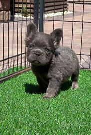 Cucciolo bulldog francese lilac tan fluffy