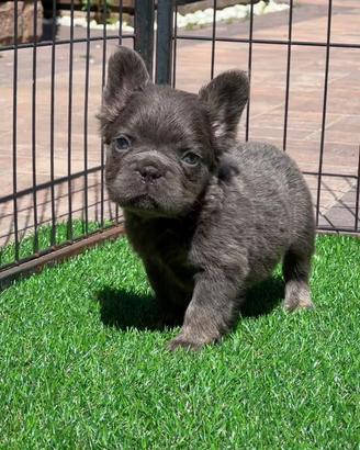 Cucciolo bulldog francese lilac tan fluffy