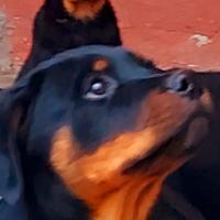 Disponibili cuccioli Rottweiler