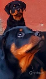 Disponibili cuccioli Rottweiler