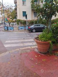 vaso terracotta con nespolo