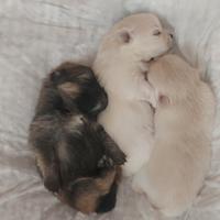 Cuccioli di Spitz di Pomerania