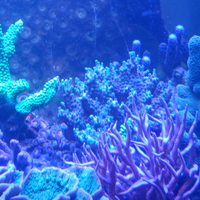 Acquario marino Coralli