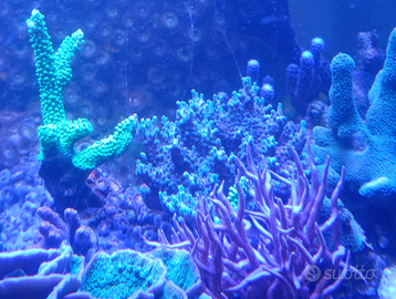 Acquario marino Coralli