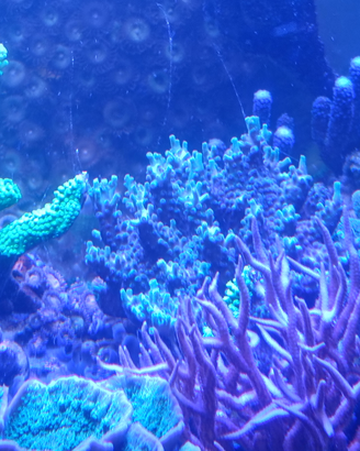 Acquario marino Coralli
