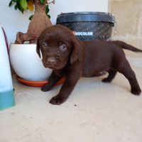 Cuccioli Labrador cani