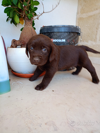 Cuccioli Labrador cani