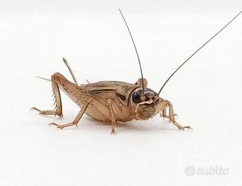 Acheta domestica, tenebrio molitor