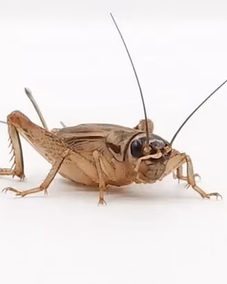 Acheta domestica, tenebrio molitor