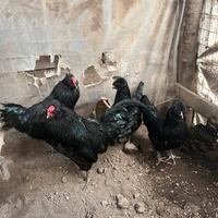 Araucana inglese