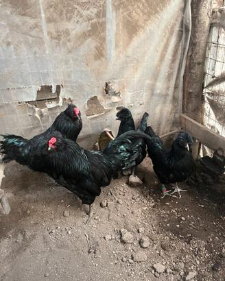 Araucana inglese