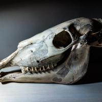 Teschio di cavallo vero (prezzo originale 150€)