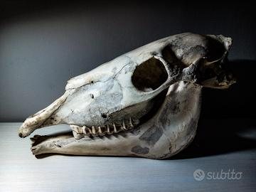 Teschio di cavallo vero (prezzo originale 150€)