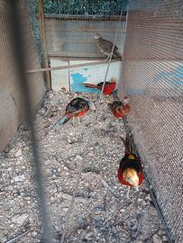 animali ornamentali 
