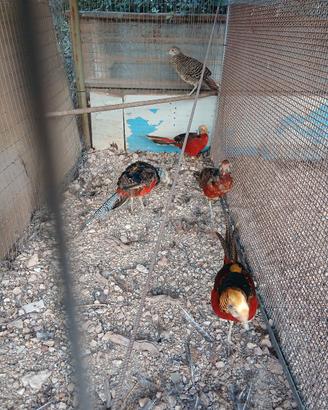 animali ornamentali 