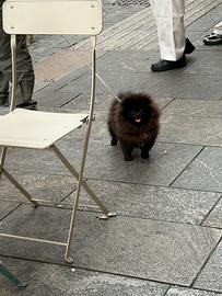 Spiz Pomerania nana