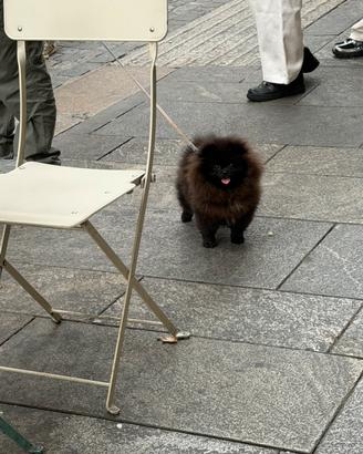 Spiz Pomerania nana