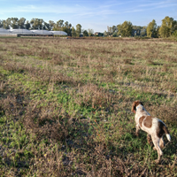 Cucciolo di spinone italiano