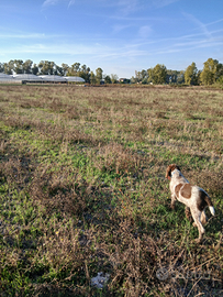 Cucciolo di spinone italiano