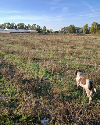 Cucciolo di spinone italiano