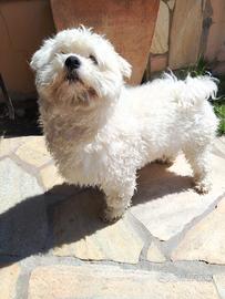 Maltese