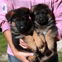 Cuccioli pastore tedesco femmina