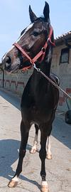 Cavallo