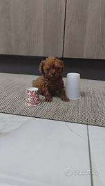 Batuffoli mini mini toy