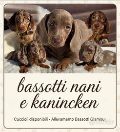 Cuccioli di bassotto