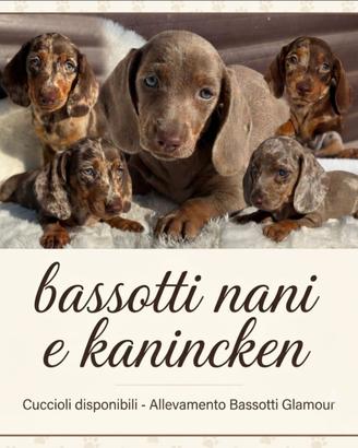 Cuccioli di bassotto