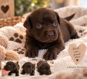 Cuccioli Labrador Retriever con pedigree