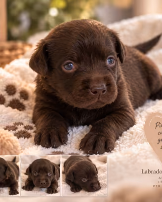 Cuccioli Labrador Retriever con pedigree
