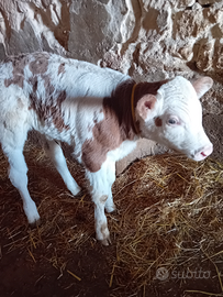 Vitella pezzata rossa