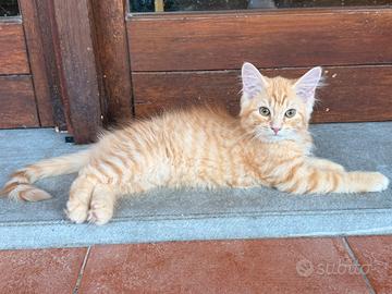 Gattini siberiani