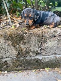 Bassotti Nani Arlecchino Silver cuccioli