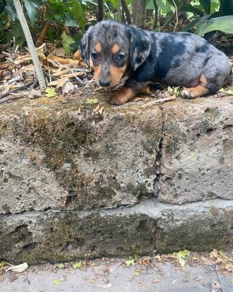 Bassotti Nani Arlecchino Silver cuccioli