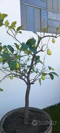 piante grosse di limoni