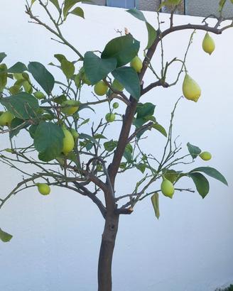 piante grosse di limoni
