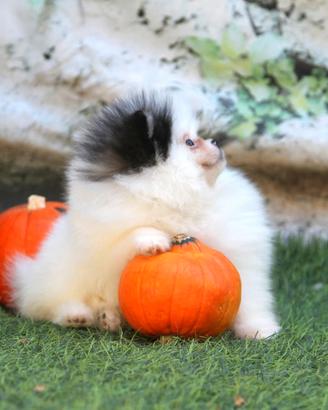 Spitz Di Pomerania Mini