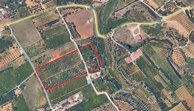 Terreno agricolo a Partinico, Contrada Corso