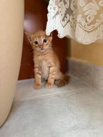 Dolcissimo gattino rosso tigrato - Quasi 2 mesi