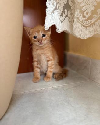 Dolcissimo gattino rosso tigrato - Quasi 2 mesi