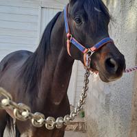 Cavallo