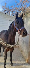 Cavallo