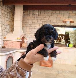 Barboncino mini Toy particolor