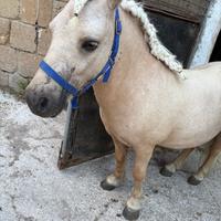 Pony Shetland