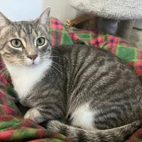 Cucciolo di Gatto grigio tigrato