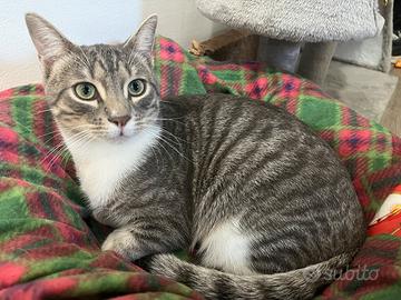 Cucciolo di Gatto grigio tigrato