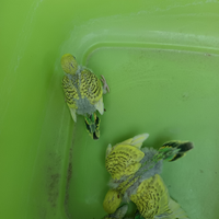 Pulli di cocorita da imnecco