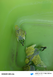 Pulli di cocorita da imnecco